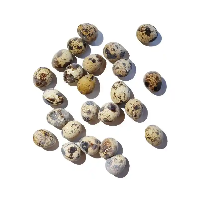 Savage Cat Quail Eggs Frozen Treat 24/cs 18cs=mc