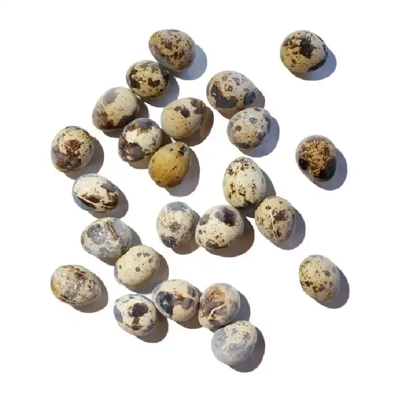 Savage Cat Quail Eggs Frozen Treat 24/cs 18cs=mc