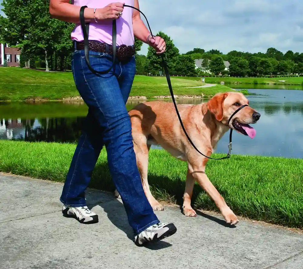 Gentle Leader Headcollar, No-pull Collar Lg Blk