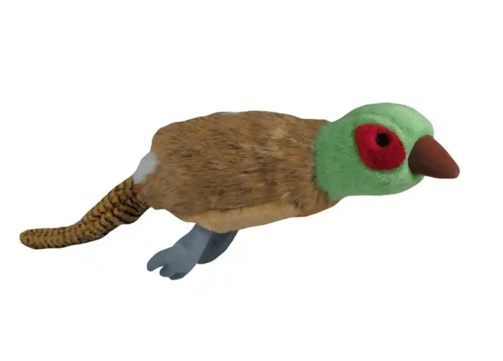 Medium Migrators Pheasant