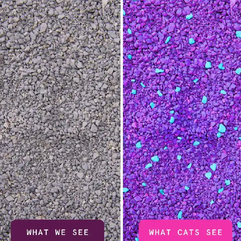 Boxiecat Litter Glo Clay 16#
